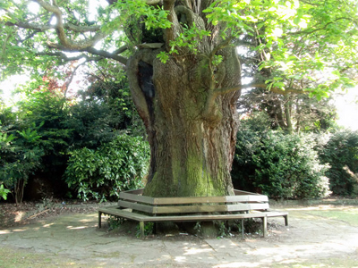 The Minchenden Oak Tree