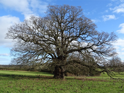 Oak Tree